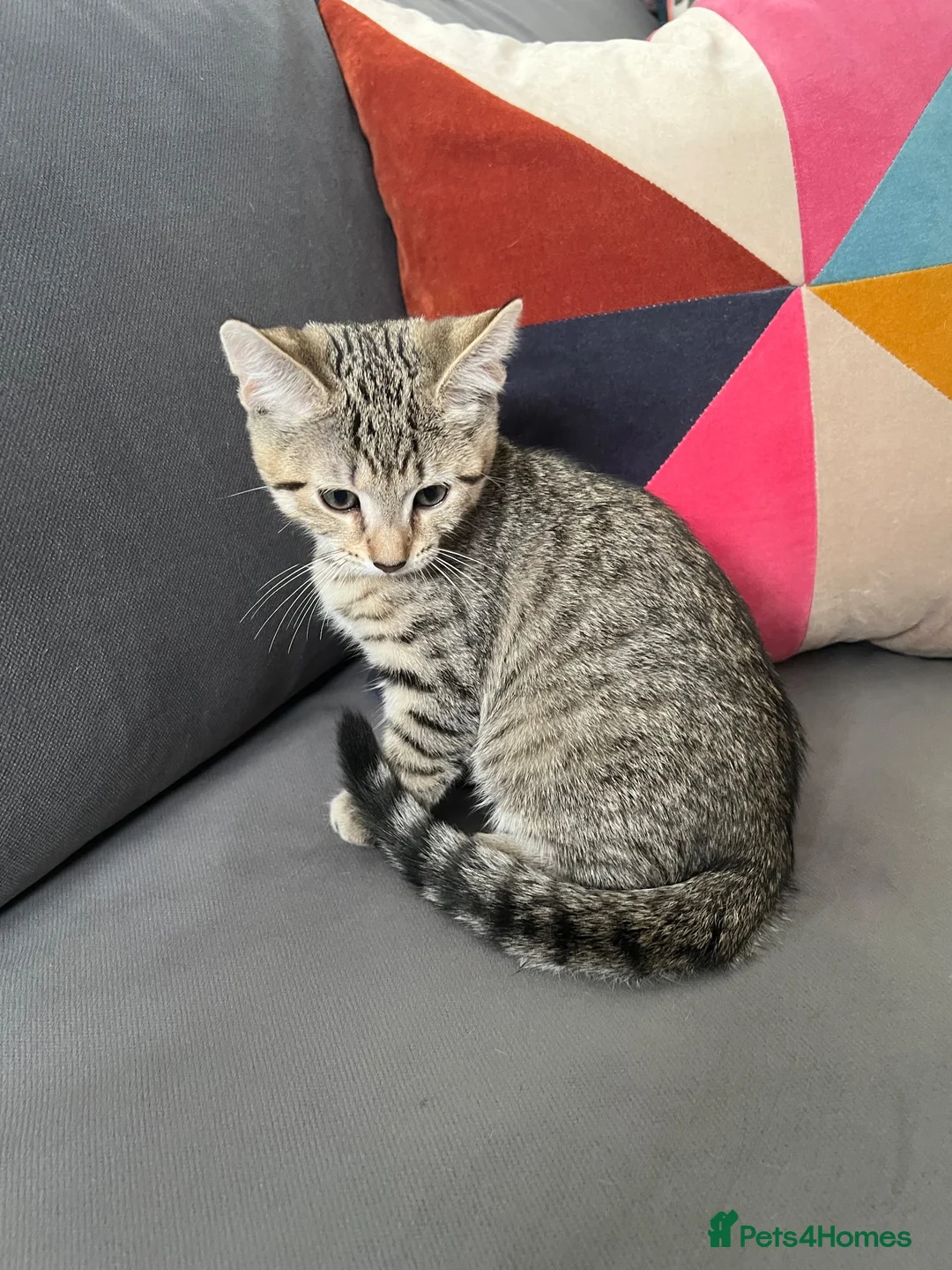 Mixed Breed cats for sale: 2 Lovely Tabby Mixed Breed Kittens – 3 Months Old in London - Advert 10