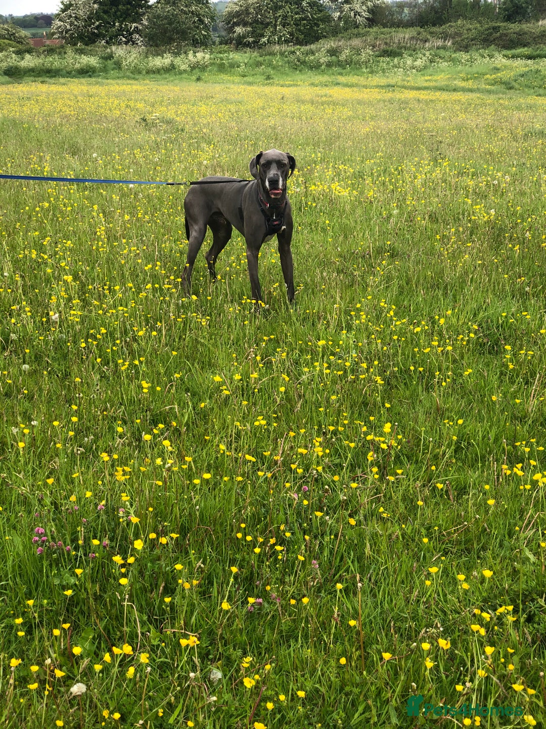 Great Dane dogs for sale: 7 chunky Great Dane puppies  - Image 13