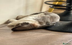 French Lop rabbits for sale: French lop male fixed  - Image 4