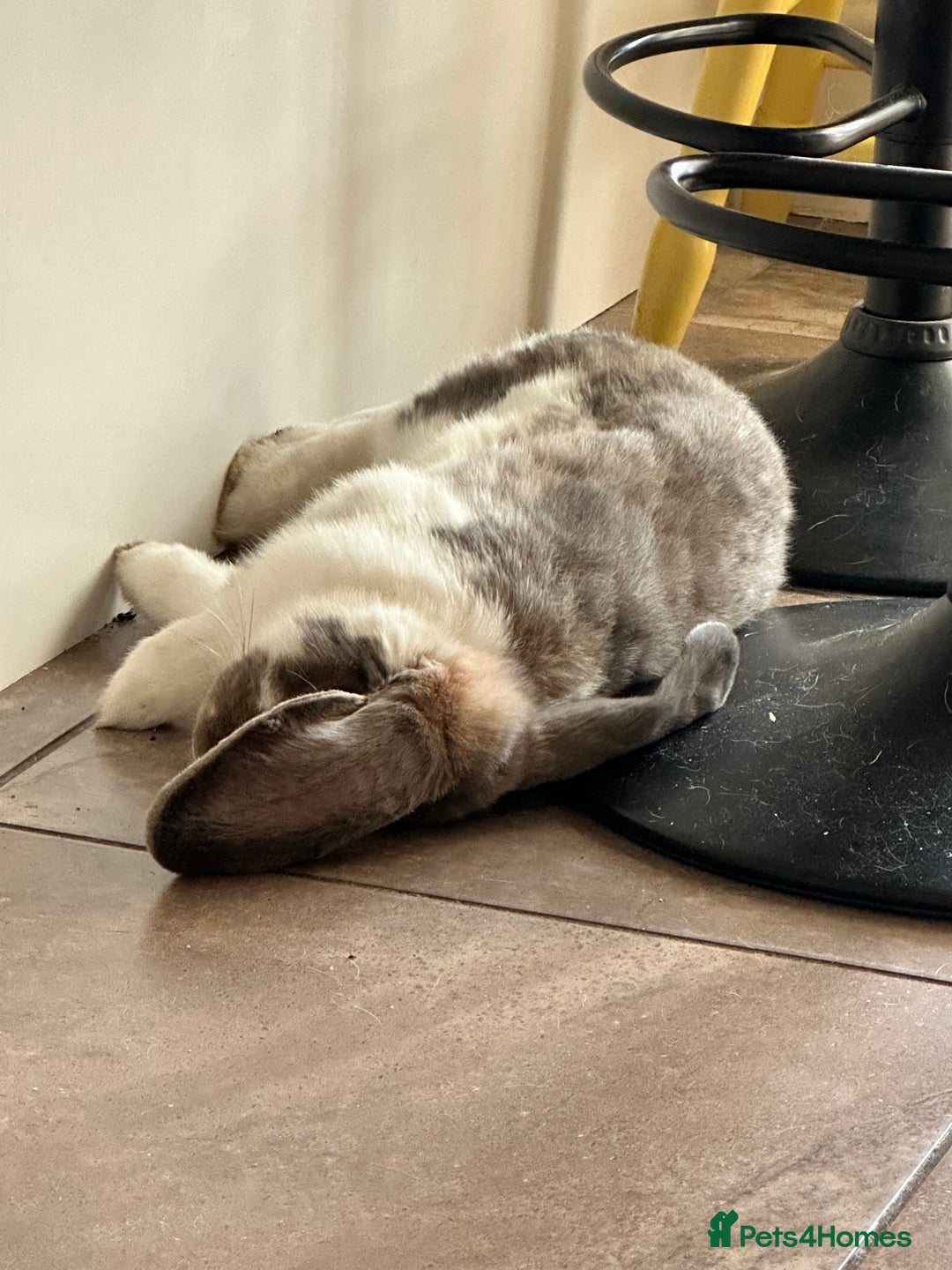 French Lop rabbits for sale: French lop male fixed  - Image 4