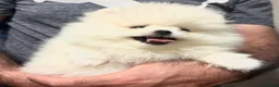Pomeranian dogs for sale: Beautiful White/Cream Pomeranian Puppies - Advert 11