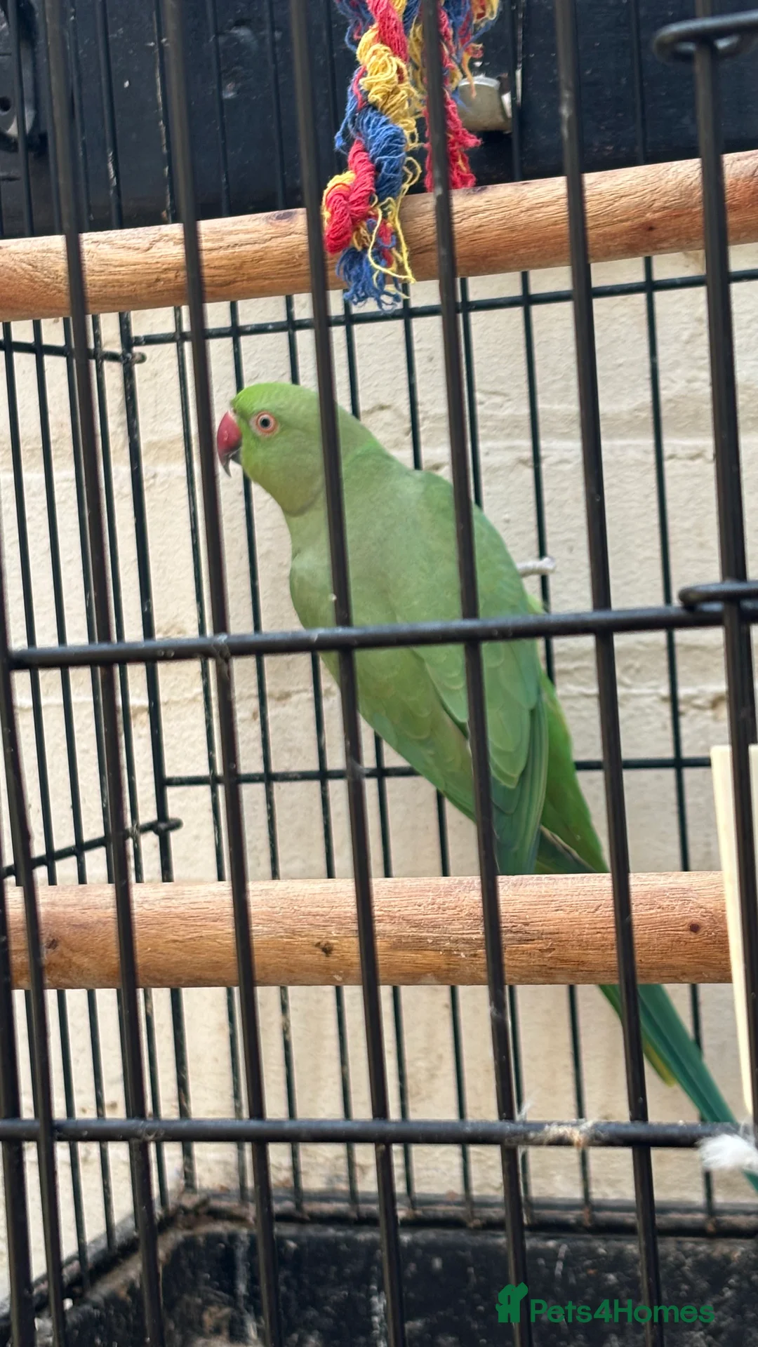 Ringnecks birds for sale: Two Beautiful Green Ringneck Parrots  - Advert 4