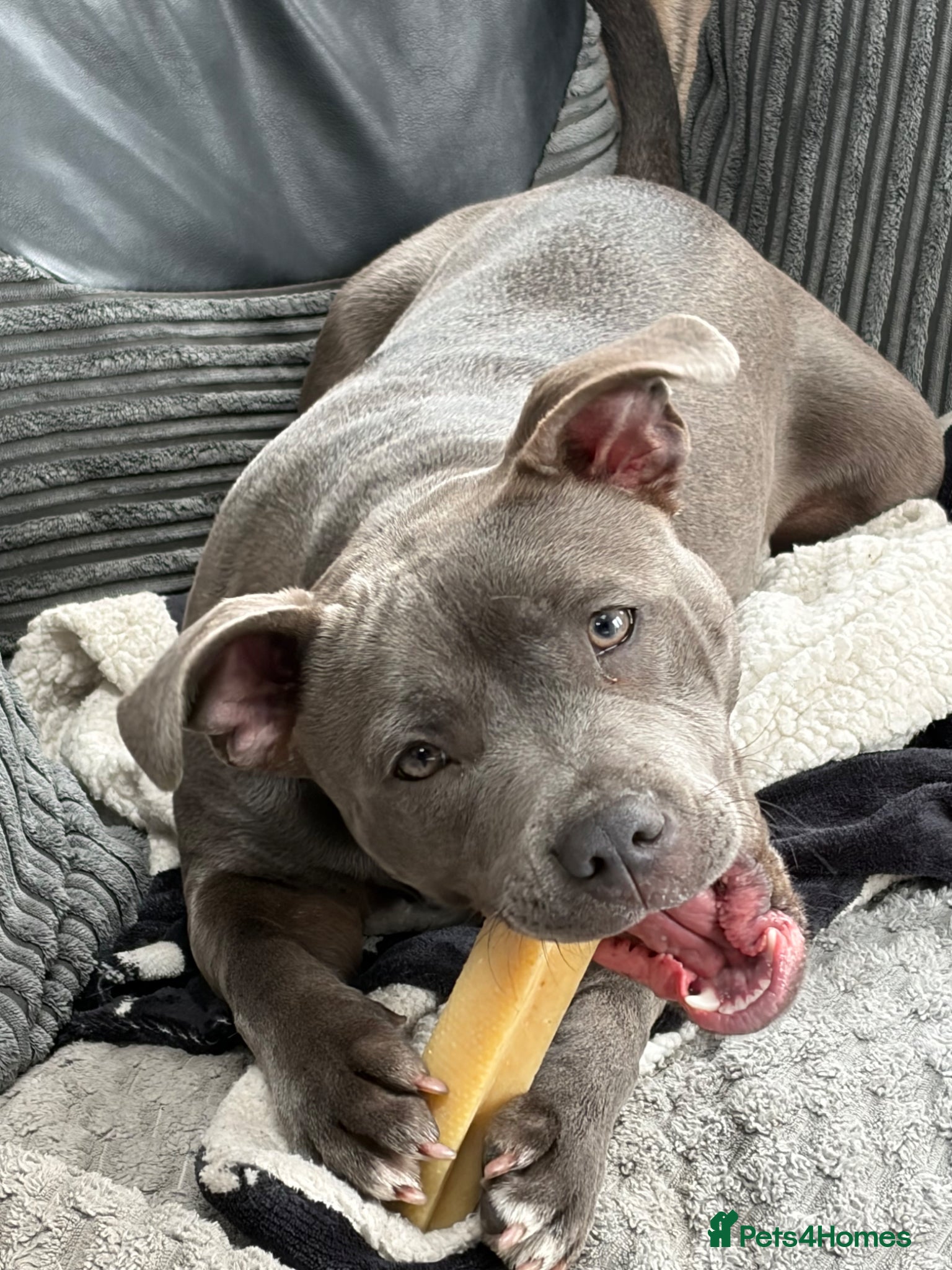 Staffordshire Bull Terrier dogs beautiful blue staff - Advert 2