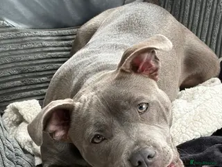 Staffordshire Bull Terrier dogs beautiful blue staff - Advert 1