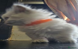 Ragdoll cats for sale: Ragdoll Kittens For Sale - Image 7