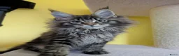 Maine Coon cats for sale: TICA Registered Maine Coon Kitten  - Advert 2