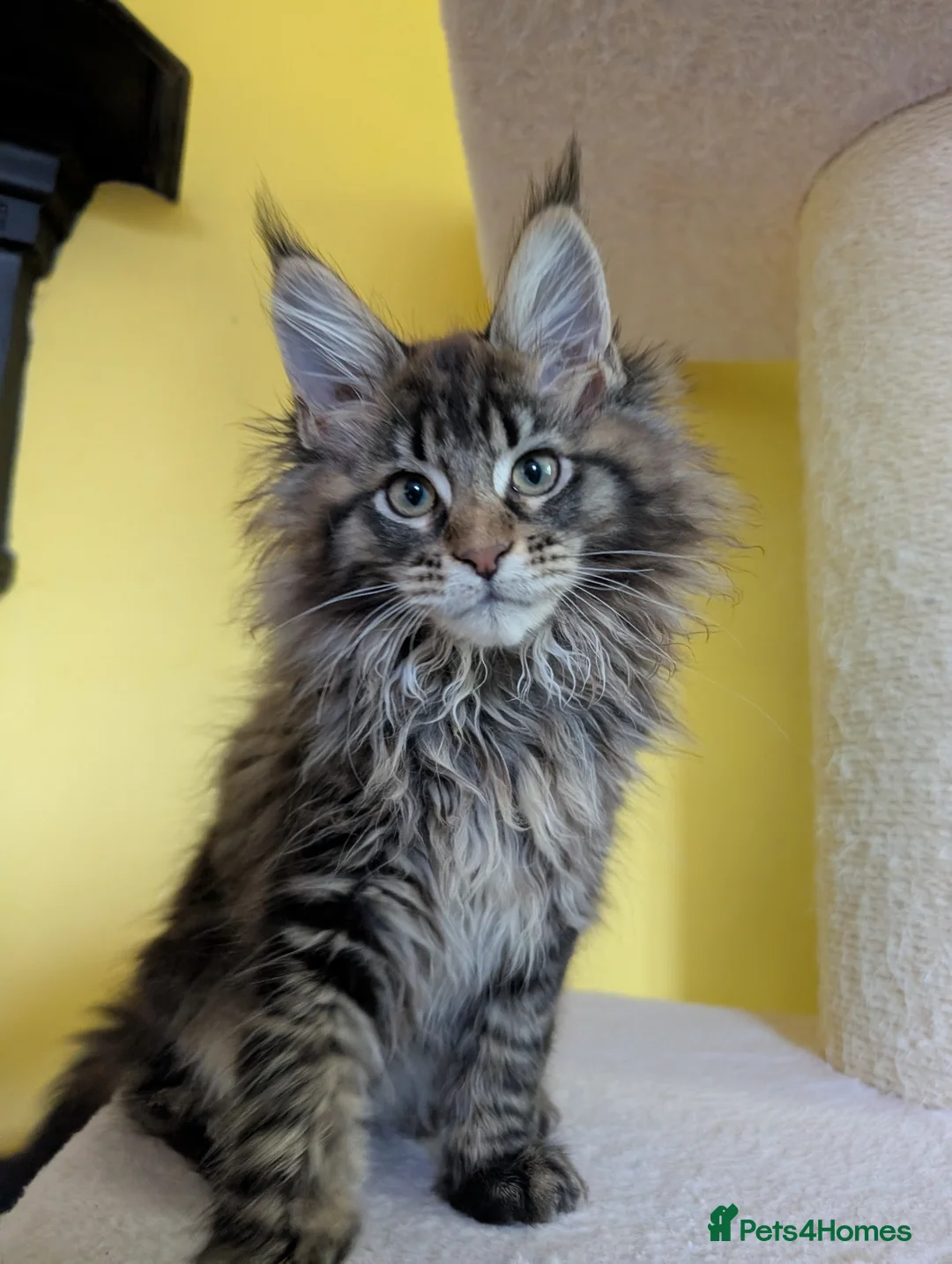 Maine Coon cats for sale: TICA Registered Maine Coon Kitten  - Advert 2
