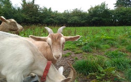 Goats livestock for sale: Wether looking for new home - Image 1
