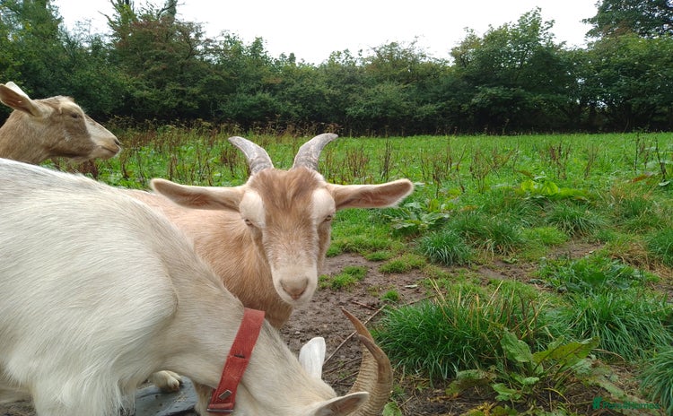 Goats livestock - Advert 1