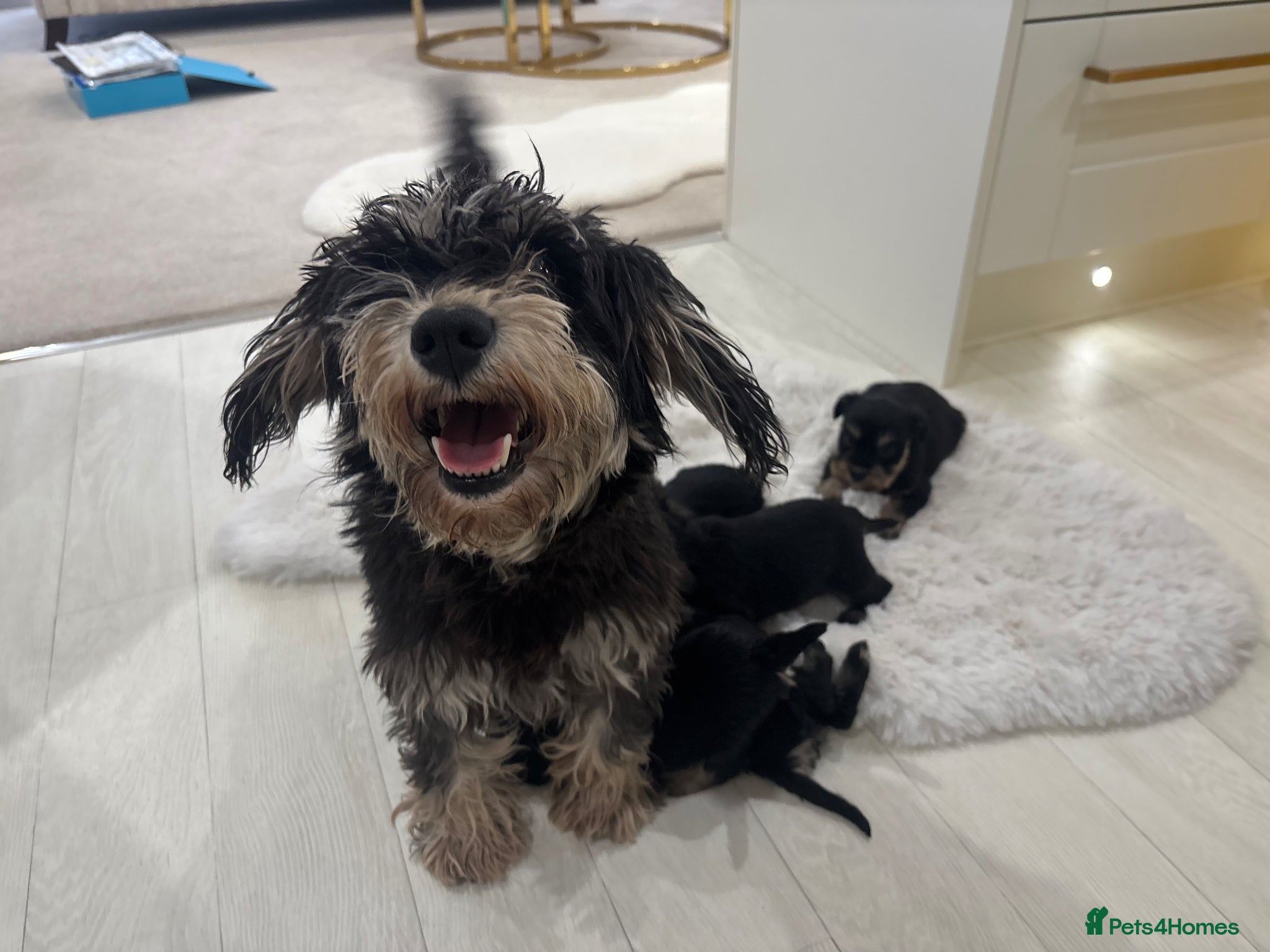 Miniature Schnauzer dogs 💕Adorable miniature schnauzer puppies💕 - Advert 2