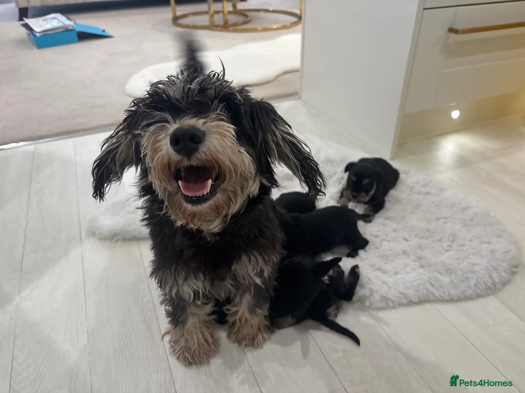 Miniature Schnauzer dogs for sale: 💕Adorable miniature schnauzer puppies💕 - Advert 2