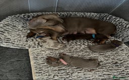 Dachshund dogs for sale: Miniature Dachshund Puppy - Image 3