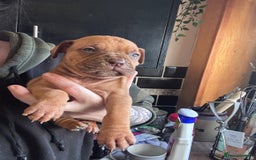 Mixed Breed dogs for sale: Cane Corso and Dogue de Bordeaux - Image 1