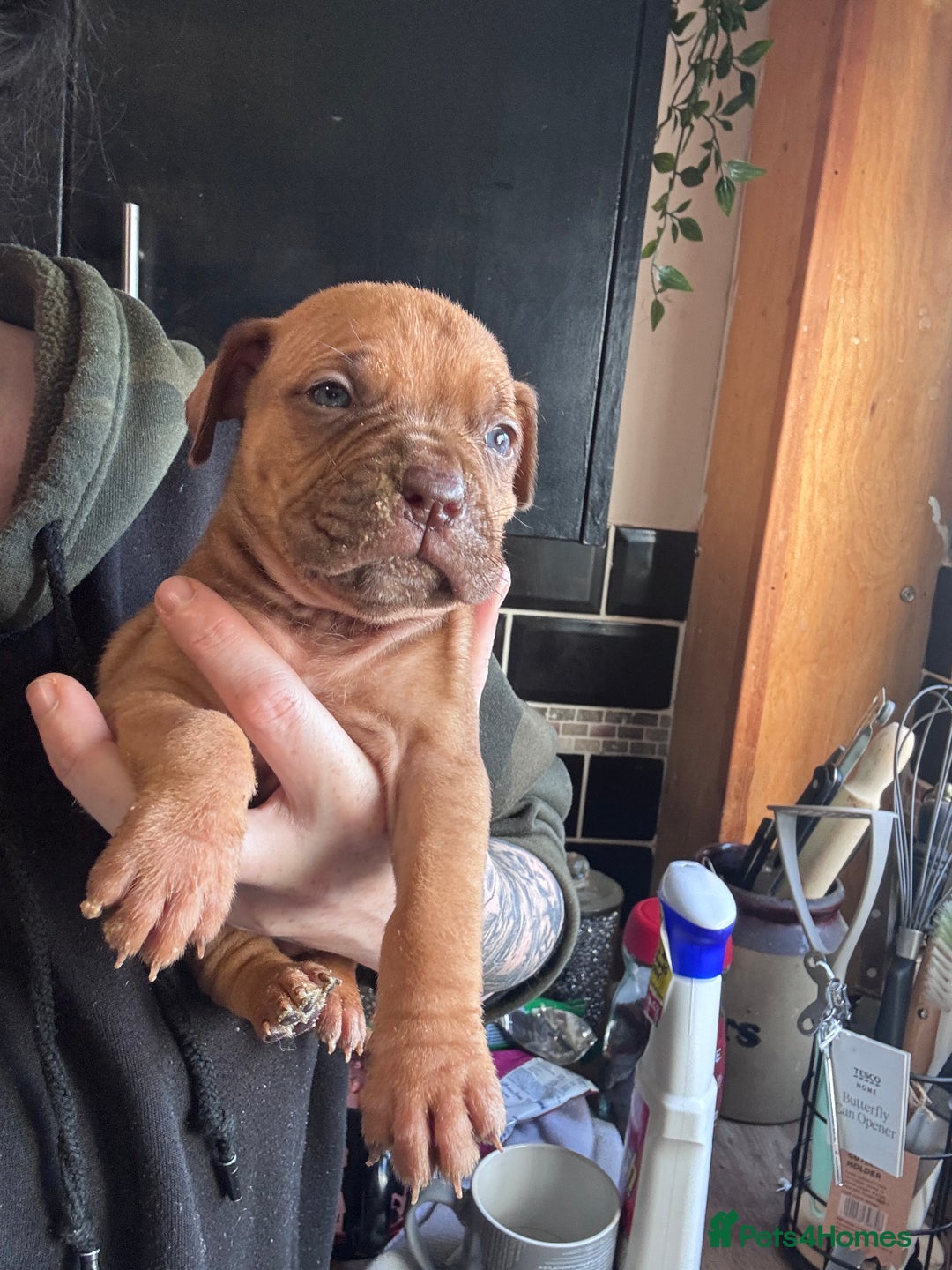 Mixed Breed dogs for sale: Cane Corso and Dogue de Bordeaux - Image 1