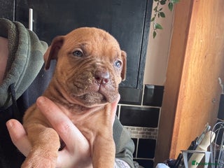 Mixed Breed dogs - Advert 10