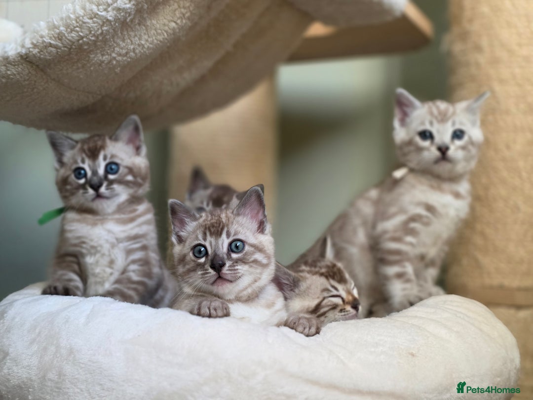 Bengal cats for sale: ❄️ Gorgeous Snow and Charcoal Bengals ❄️  - Advert 9