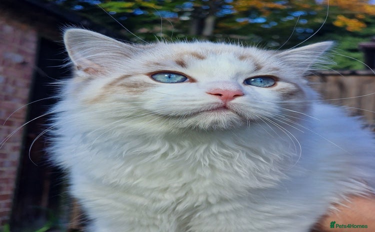 Ragdoll cats - Advert 8