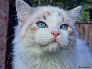 Ragdoll cats - Advert 5