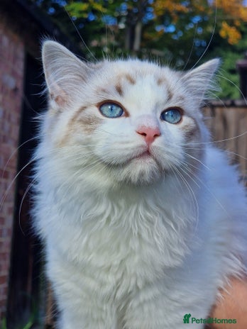 Ragdoll cats - Advert 6