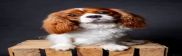 Cavalier King Charles Spaniel dogs for stud: KC REG HEALTH TESTED CHAMPION LINES CAVALIER STUD  in Hoddesdon - Advert 3