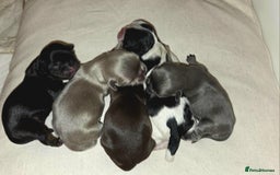 Shih Tzu dogs for sale: Imperial Dobie Shih Tzu's  - Image 1