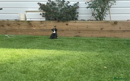 Boston Terrier dogs for sale: WILDAX Boston Terrier pups (2 girls left!) - Image 21