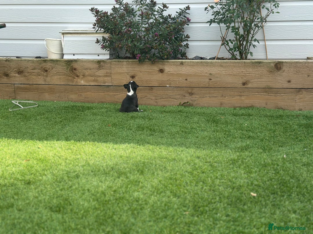 Boston Terrier dogs for sale: WILDAX Boston Terrier pups (2 girls left!) - Image 21