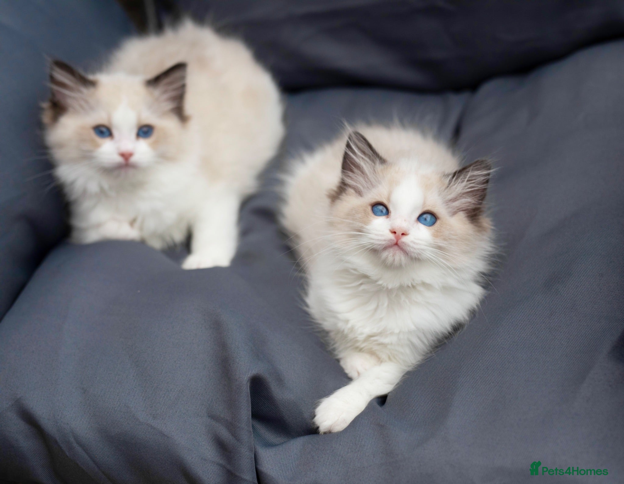 Ragdoll cats Registered Ragdoll kittens & RETIRED QUEENS - Advert 3