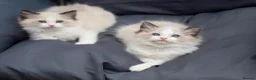 Ragdoll cats for sale: ACTIVE Bicolor Registered Ragdoll kittens - Advert 10