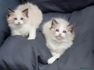 Ragdoll cats Registered Ragdoll kittens & RETIRED QUEENS - Advert 1