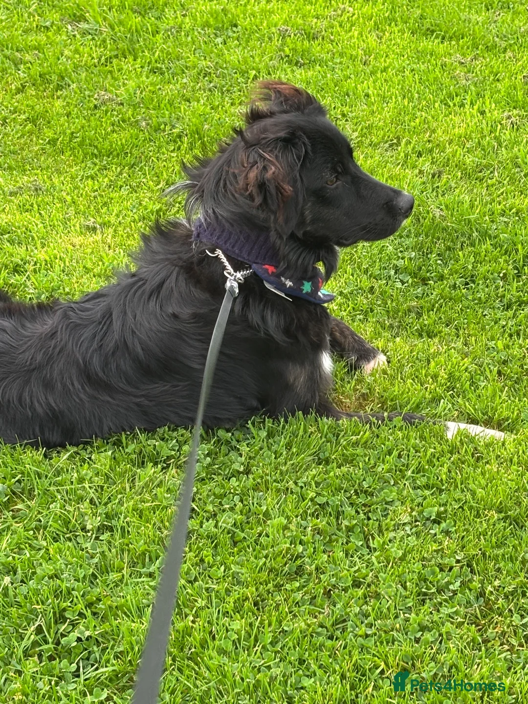 Mixed Breed dogs for sale: Golden retriever x Border collie pup in Glasgow - Advert 2