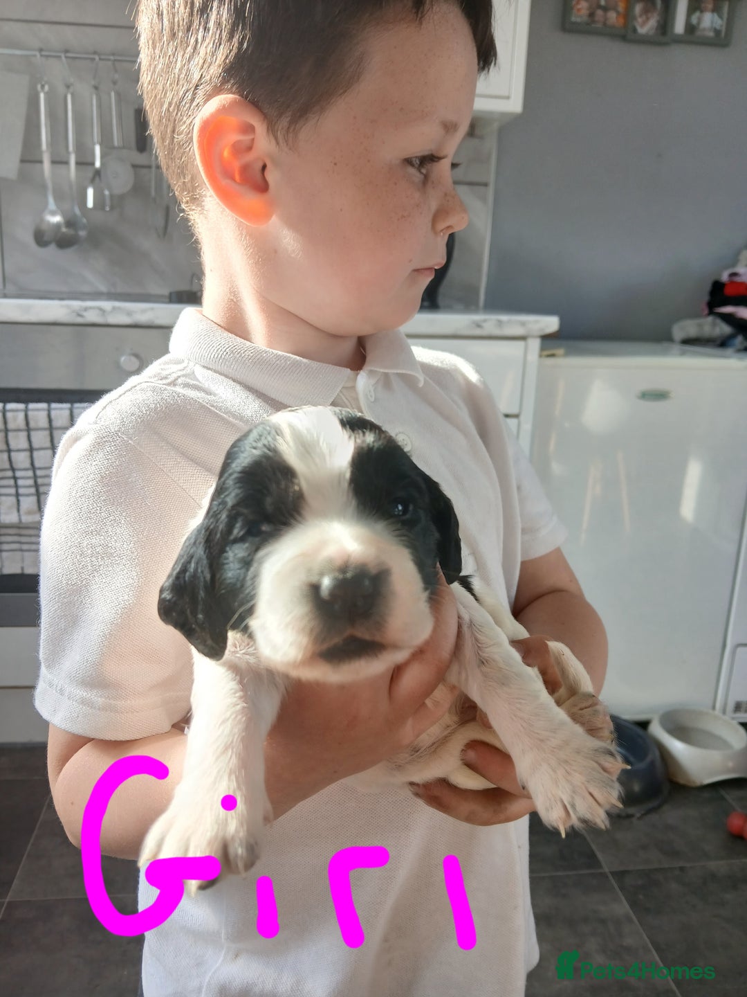 Sprocker dogs for sale: READY NOW !! 3 sprocker spaniels left  👀🏡✨️ in Wakefield - Image 6