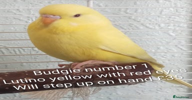 Budgerigars birds - Advert 11