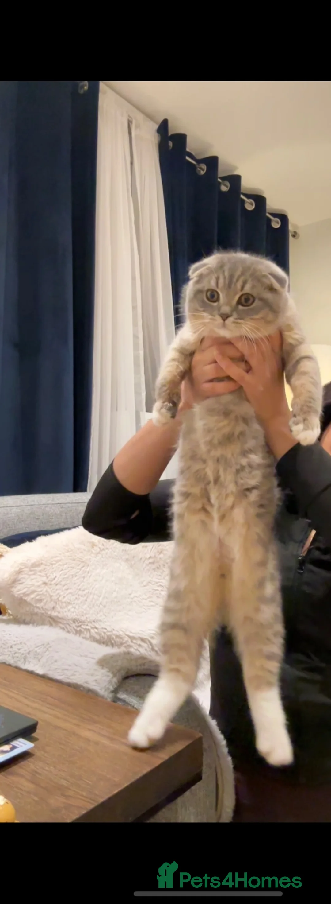 Scottish Fold cats for sale: Scottish fold Looking for a New Forever Home - Advert 1