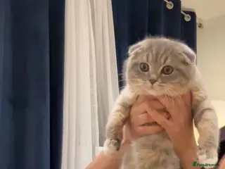 Scottish Fold cats Scottish fold Looking for a New Forever Home - Advert 4
