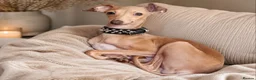 Italian Greyhound dogs for sale: Beautiful Italian Greyhound Puppies – 2 Girls, Boy - Advert 9