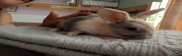 Mixed Breed rabbits for sale: RARE COLOURS - Beautiful baby rabbits  in Eastbourne - Advert 12