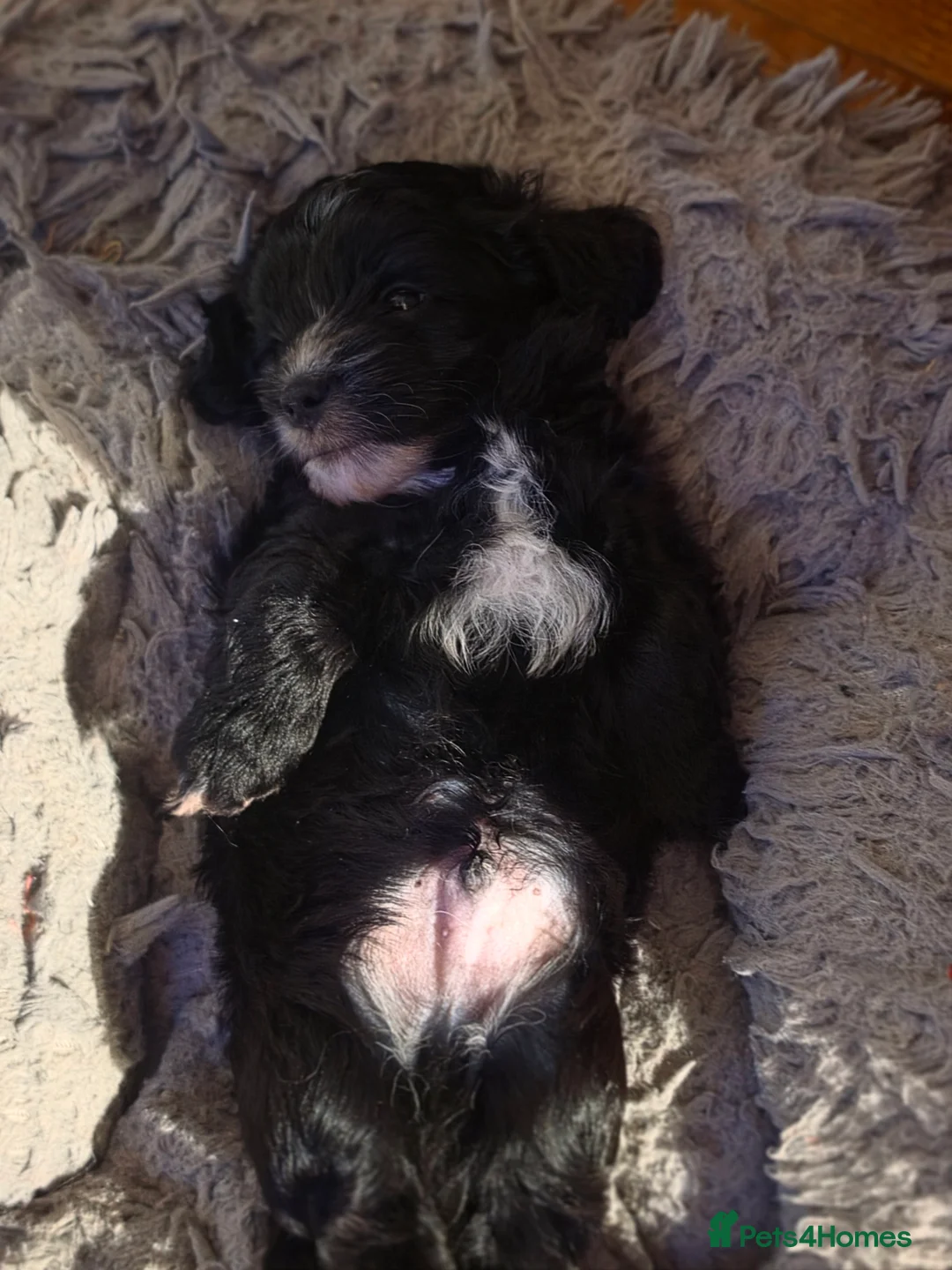 Cockapoo dogs for sale: Cockapoo Puppies for Sale in Luton - Advert 2