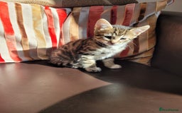 Domestic Shorthair cats for sale: Lovely tabby boy  - Image 3