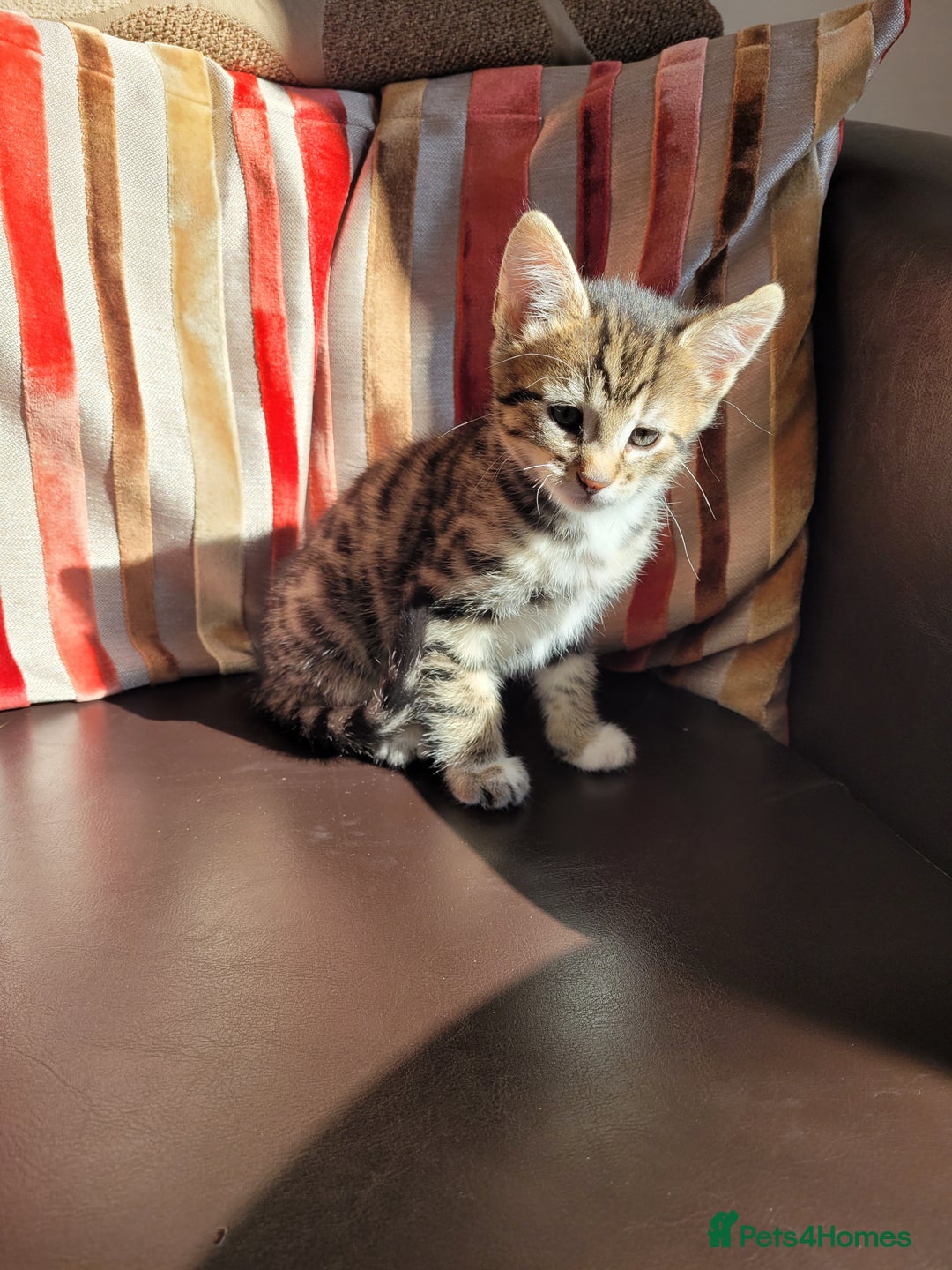 Domestic Shorthair cats for sale: Lovely tabby boy  - Image 3