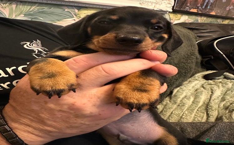 Miniature Dachshund dogs - Advert 3
