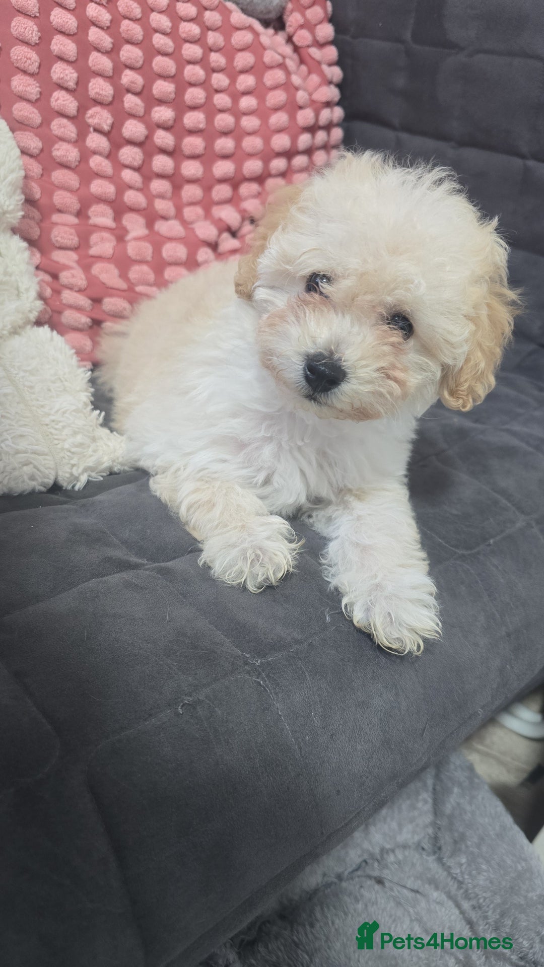 Maltese dogs for sale: Stunning little girl - Advert 2