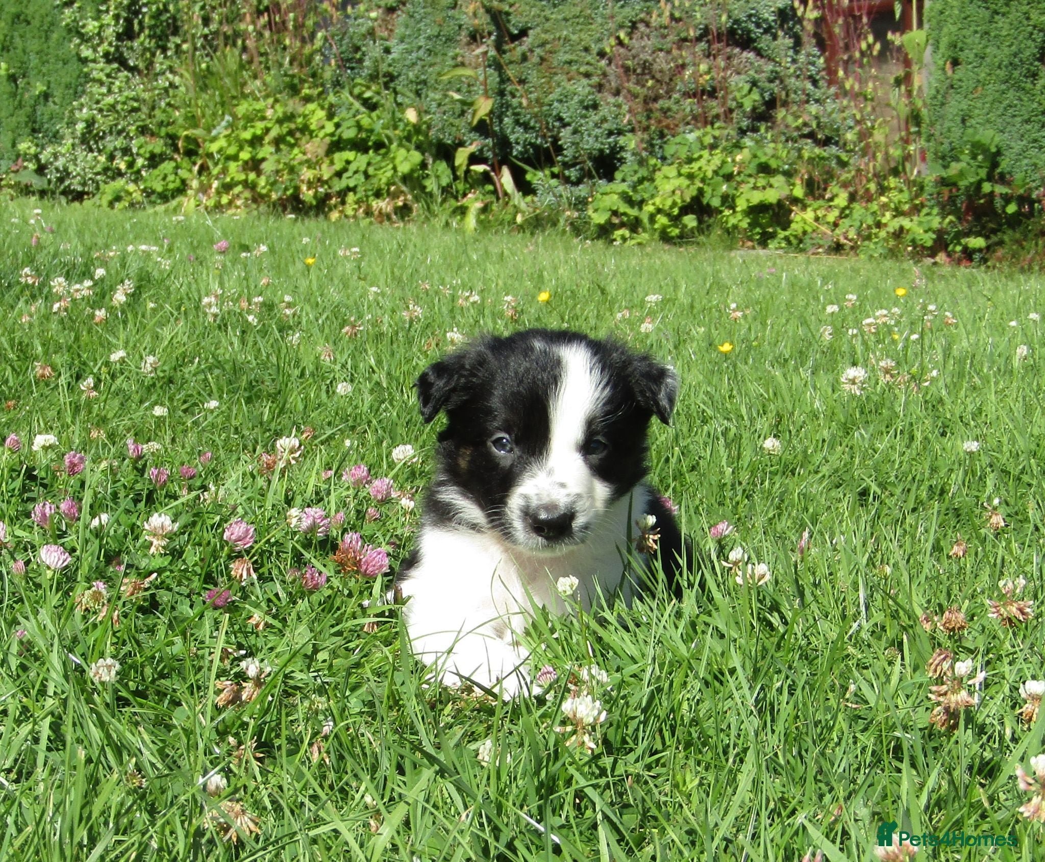 Border Collie dogs 5 Beautiful Border Collie Puppies  - Advert 1