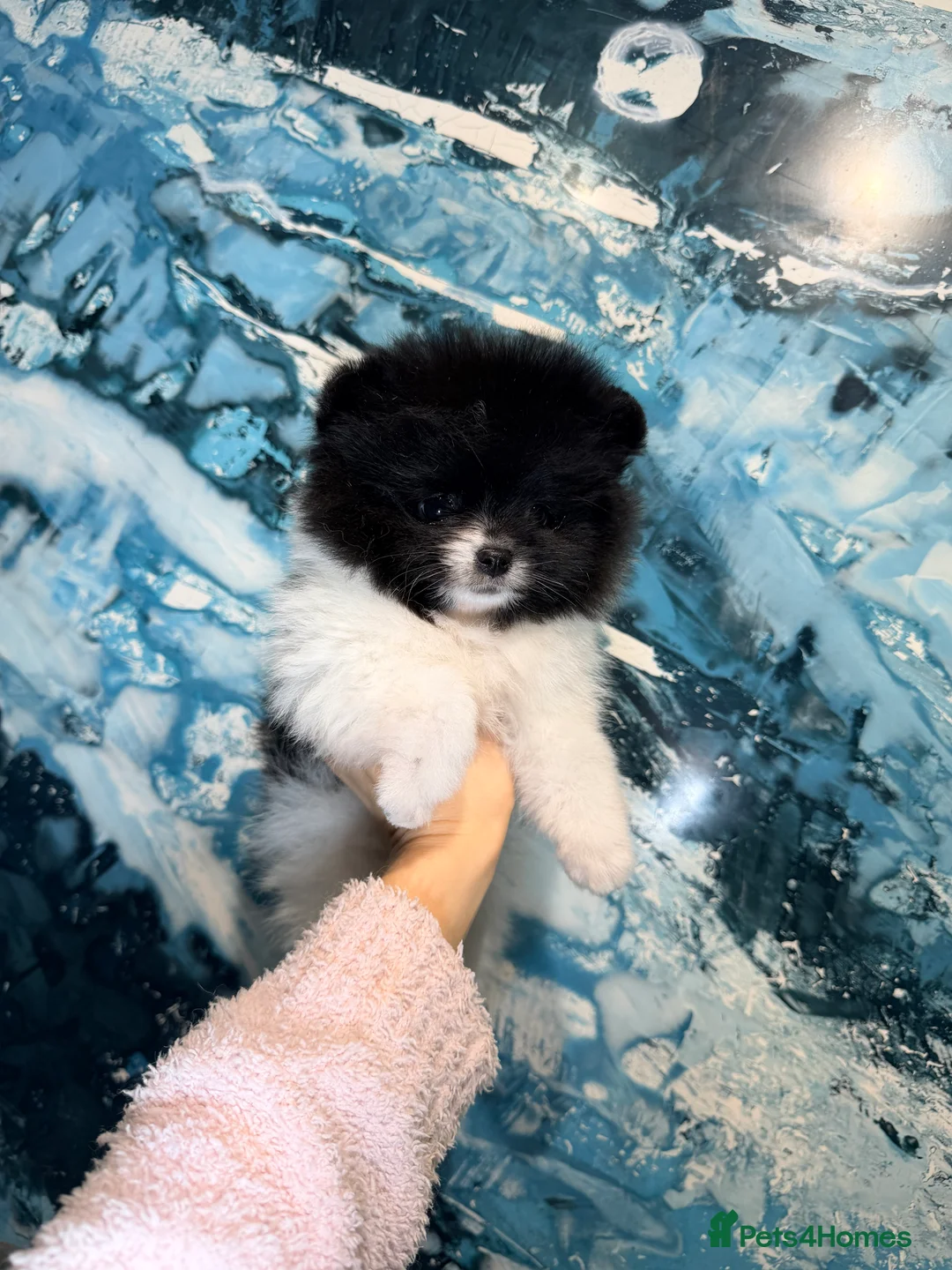 Pomeranian dogs for sale: Party color Pomeranian boy like a panda bear - Advert 4