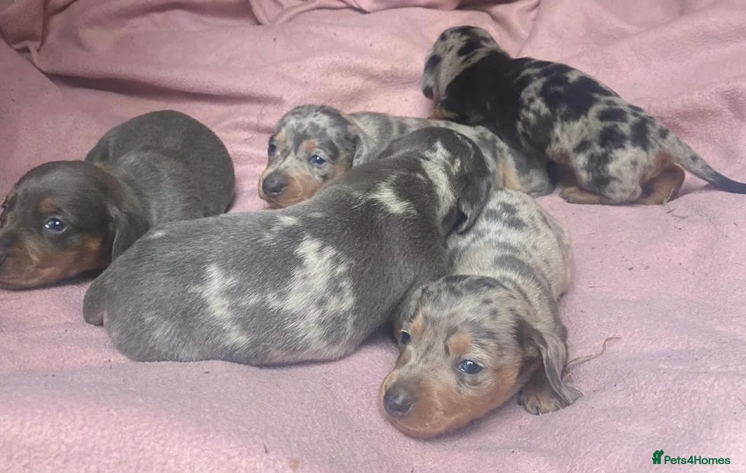 Miniature Dachshund dogs for stud: ⭐️⭐️⭐️KC MINIATURE DACHSHUND FOR STUD⭐️⭐️  in Southampton - Advert 15