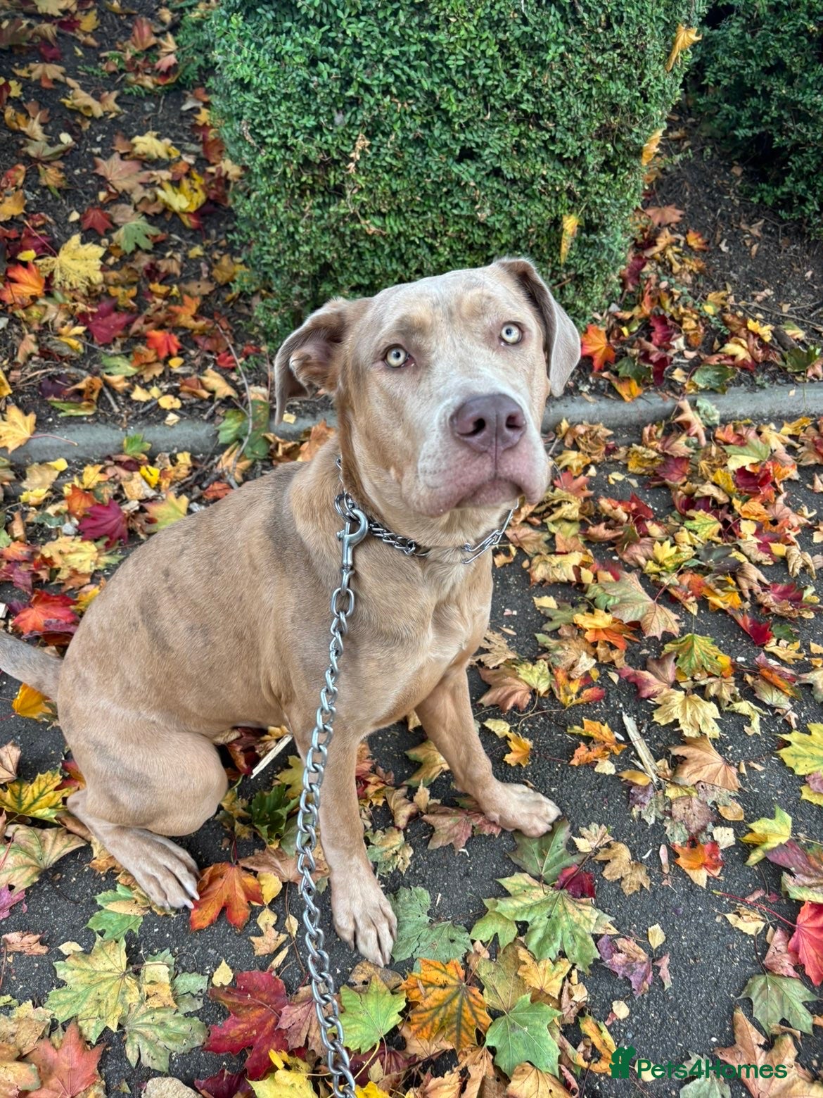 Bandog dogs 10 month old bandog puppy for Sale. - Advert 1