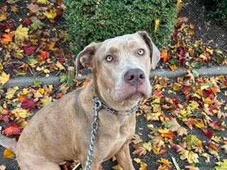 Bandog dogs 10 month old bandog puppy for Sale. - Advert 1