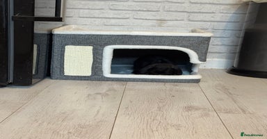 Mini Lop rabbits - Advert 5