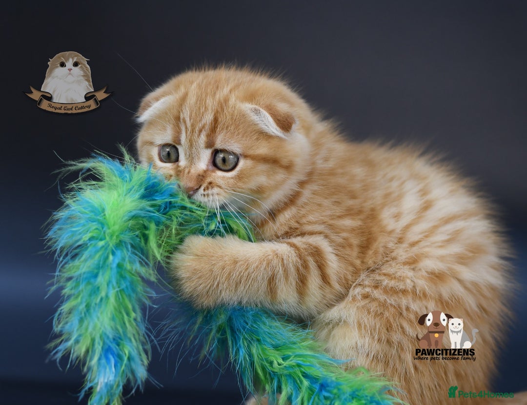 Scottish Fold cats for sale: LICENSED CATTERY, PURE BREED TOP QUALITY KITTENS - Advert 9