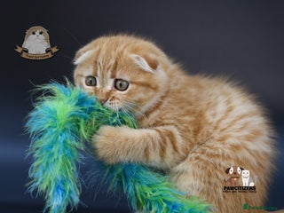 Scottish Fold cats LICENSED CATTERY, PURE BREED TOP QUALITY KITTENS - Advert 14